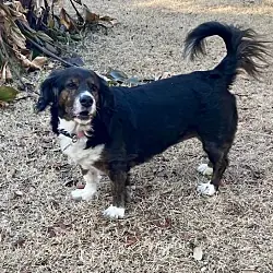 Texas, Spaniel (Unknown Type) Basset Hound mix