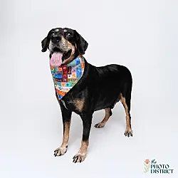 Train, Hound (Unknown Type)