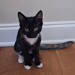 Ebony, Domestic Mediumhair