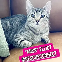ELLIOT ("Miss Elliot:), American Shorthair