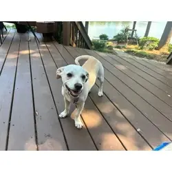 Daniel, Chihuahua Jack Russell Terrier mix