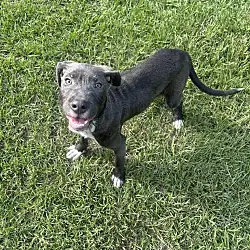 Cookie Dough, American Pit Bull Terrier