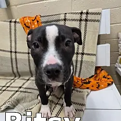 Bitsy, American Pit Bull Terrier