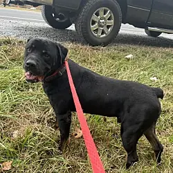 Luke B, Rottweiler Pit Bull Terrier mix