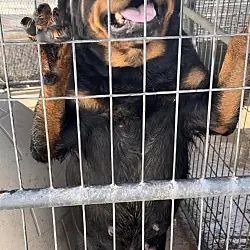 Pandora, Rottweiler mix