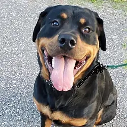 WESSON aka Poo Bear, Rottweiler