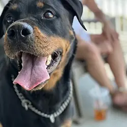 Rain, Rottweiler