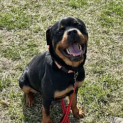 Poppy, Rottweiler