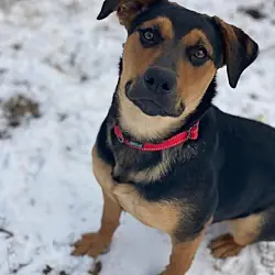 Majesty, Rottweiler German Shepherd Dog mix