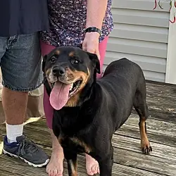 Ruby, Rottweiler