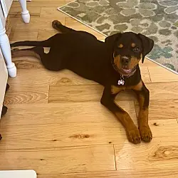 WILMA aka FIONA, Rottweiler