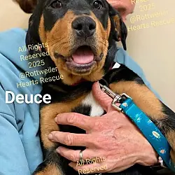 Deuce, Rottweiler Shar Pei mix