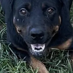 Gretta, Rottweiler