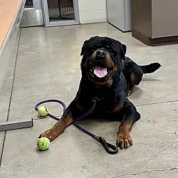 Zeus Franklin, Rottweiler