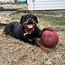 Stitch, Rottweiler