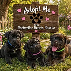 Katarina Puppies, Rottweiler Staffordshire Bull Terrier mix