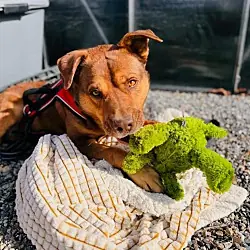 Heinz, Rottweiler Australian Cattle Dog mix