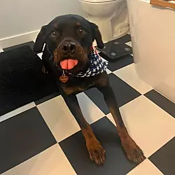Coco, Rottweiler