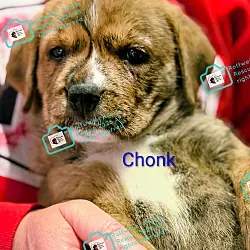 Chonk, Rottweiler American Staffordshire Terrier mix