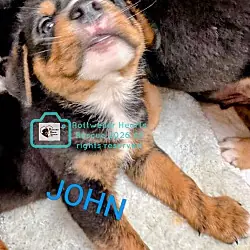 John, Rottweiler American Staffordshire Terrier mix