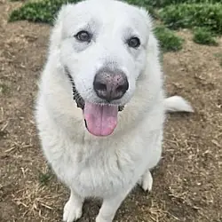 Opal, Great Pyrenees mix