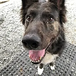 Walter, Border Collie mix