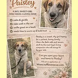 Paisley, Great Pyrenees