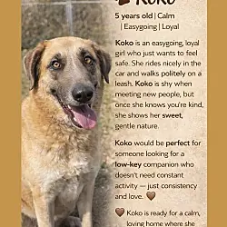 KoKo, Great Pyrenees Hound (Unknown Type) mix