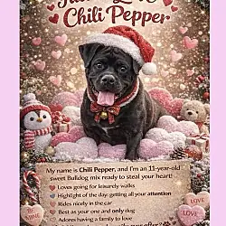Chili Pepper, American Bulldog
