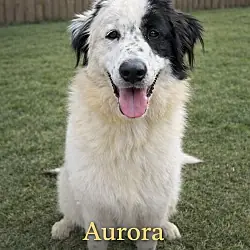 Aurora, Great Pyrenees