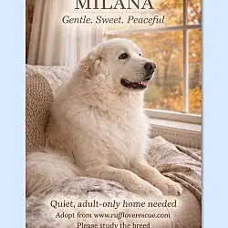 Milana, Great Pyrenees
