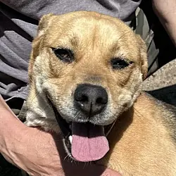 Lorilei, Beagle