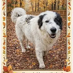 Jovie, Great Pyrenees mix