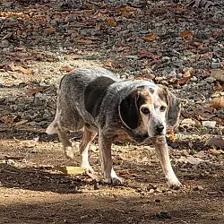 Joan, Beagle mix