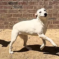 River, Cattle Dog mix