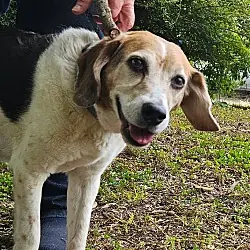 Sassy, Beagle mix