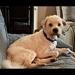 Perry, Poodle (Miniature) mix