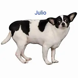 Julio, Chihuahua