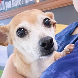 Sugar Chi, Chihuahua