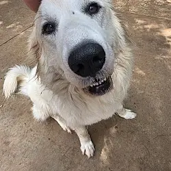 Bridget, Great Pyrenees mix