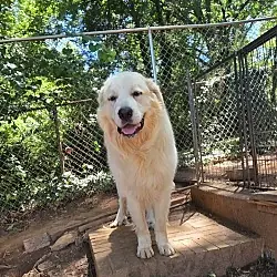 Clyde, Great Pyrenees mix
