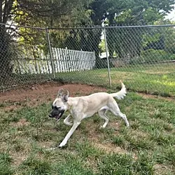 Evie, Great Pyrenees Beagle mix