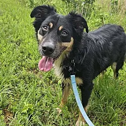 Razin, Australian Shepherd