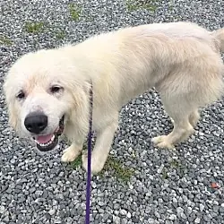 Bane, Great Pyrenees mix