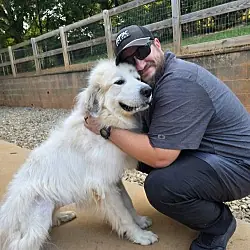 Minnie, Great Pyrenees mix