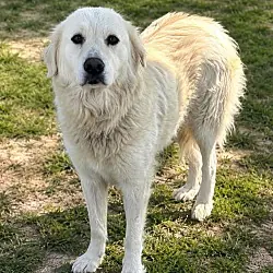 Sasha, Great Pyrenees Labrador Retriever mix