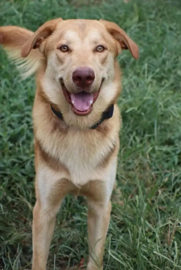 Tanner, Labrador Retriever and Golden Retriever mix
