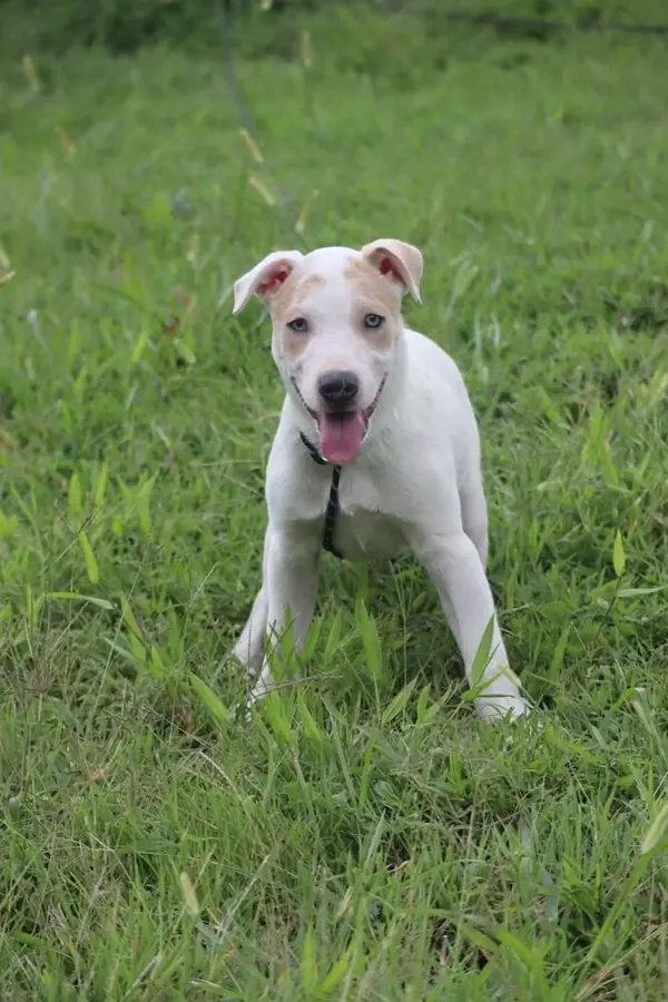 Sage, Hound (Unknown Type)