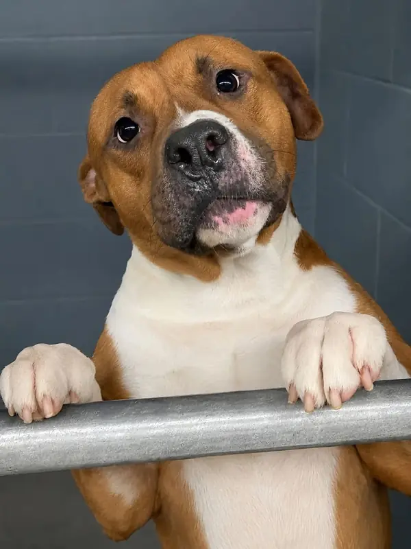 Bear, Boxer