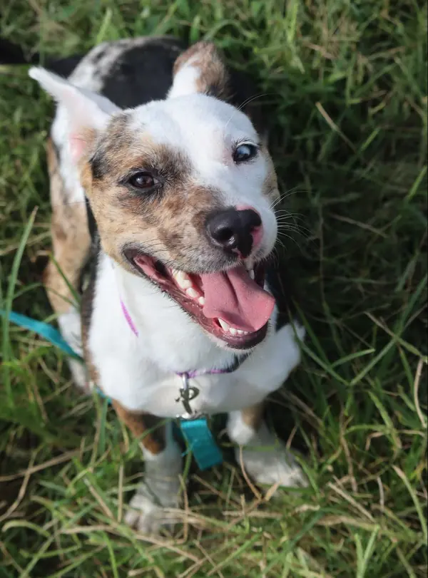 Babygirl, Australian Cattle Dog